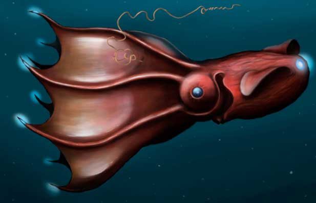 scientists-discover-that-vampire-squids-have-bizarre-reproductive