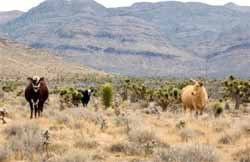 Harry Reid behind range war with Nevada rancher